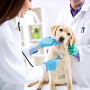 Curso Auxiliar de Veterinário e Pet Shop