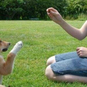 Curso de Adestramento de Cães