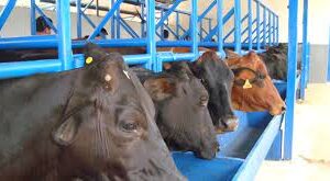 Curso Inseminação Artificial em animais