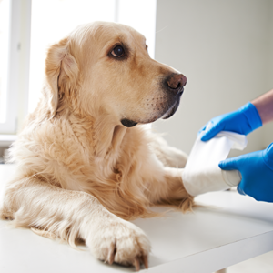 Cuidados clínicos no pós operatório de cães e gatos