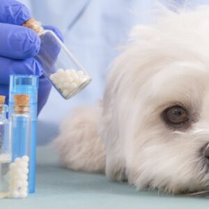 Curso Homeopatia Veterinária