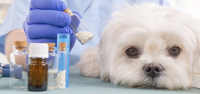 Curso Homeopatia Veterinária