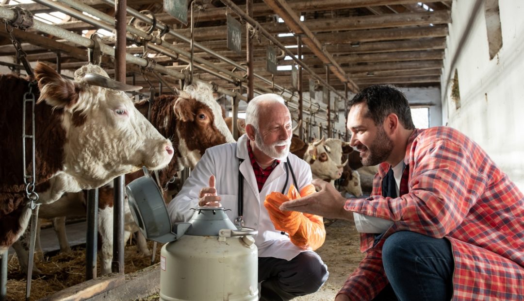 Curso Inseminação Artificial em animais