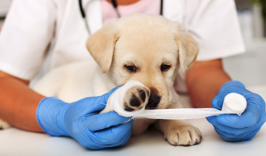 Curso Ortopedia Veterinária