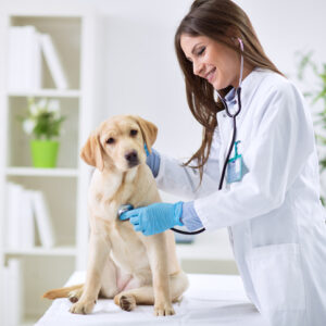 Curso Urgência e Emergência Veterinária