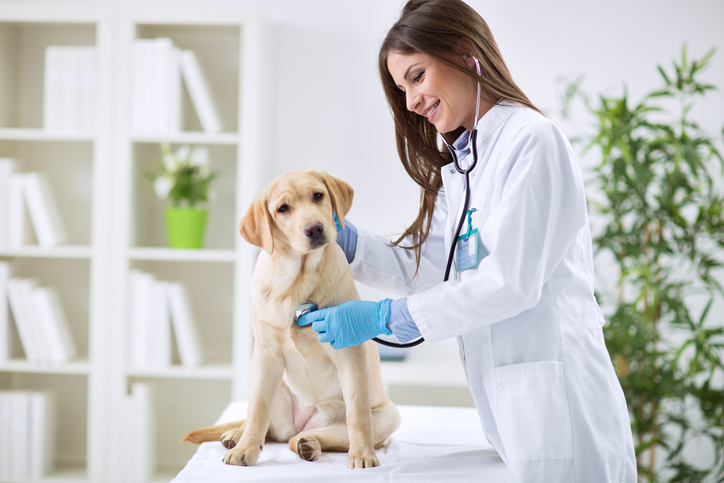 Curso Urgência e Emergência Veterinária